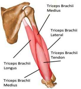 triceps anatomy